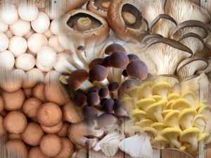 Bio-Fungi friss gomba termékek montázs